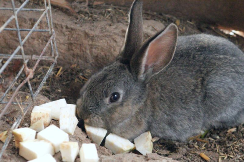 rabbit eating diced celery