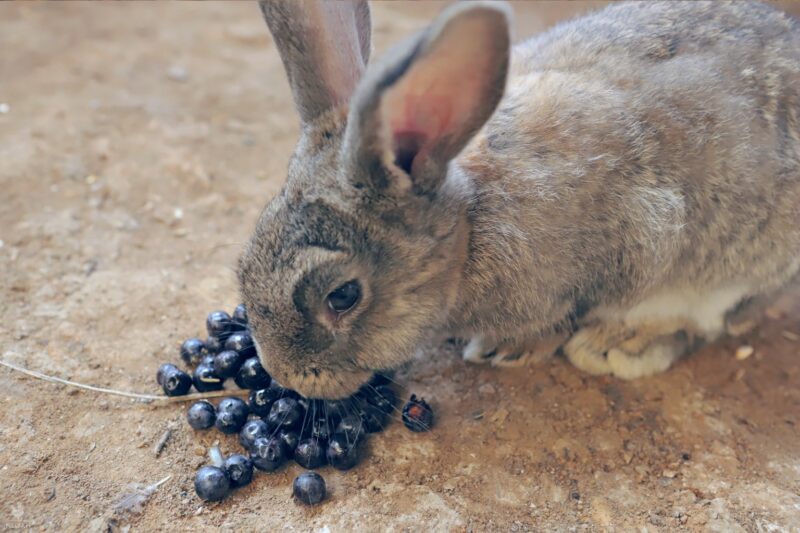 rabbit eating some blueberries