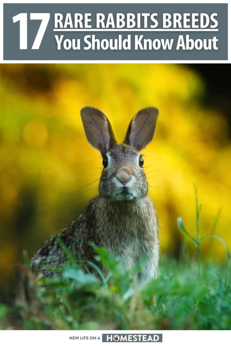 rare rabbits breeds pinterest