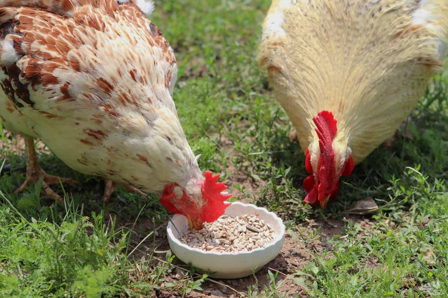 two chickens eating sunflower seeds