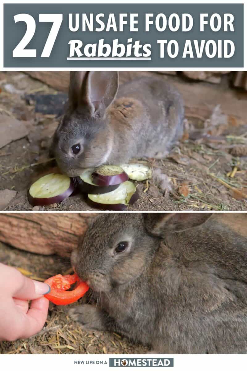 unsafe foods for rabbits pinterest