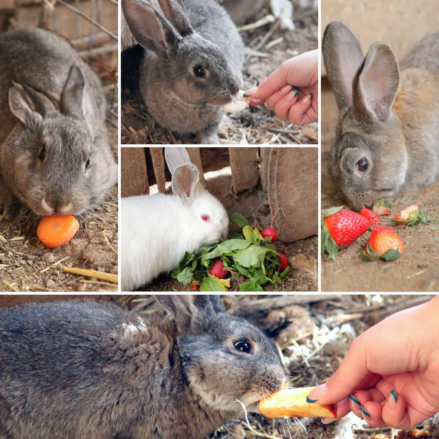 what do rabbits eat collage