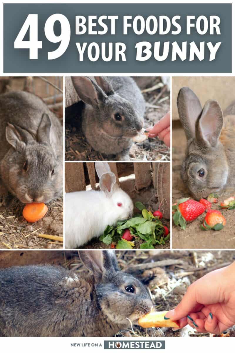 rabbits eating various foods Pinterest image