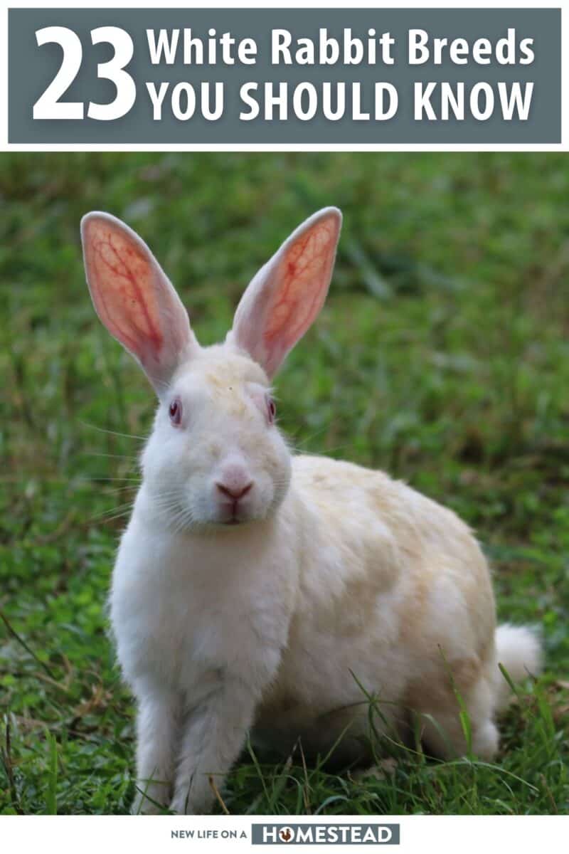 white rabbit breeds pinterest