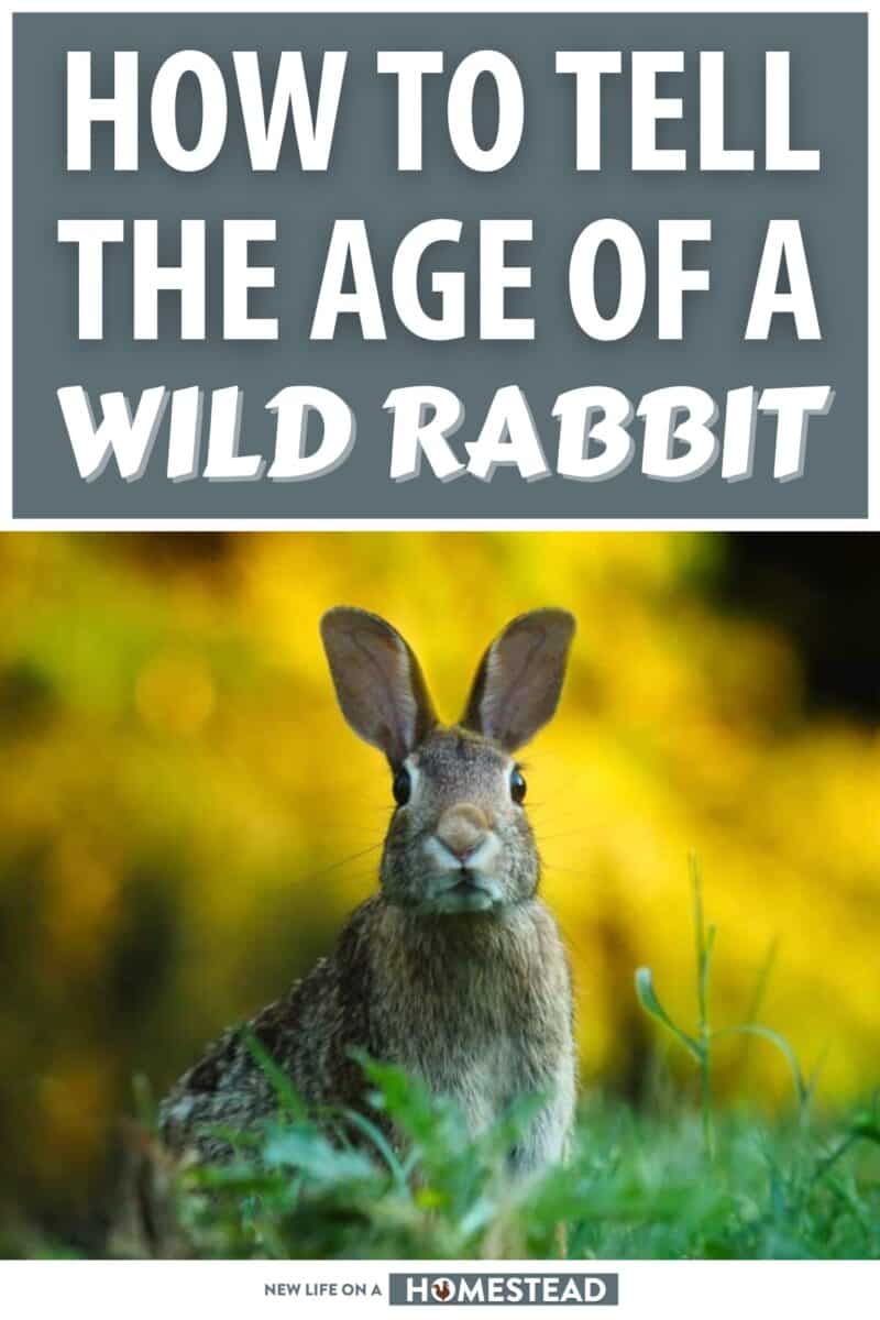 wild rabbit age pinterest