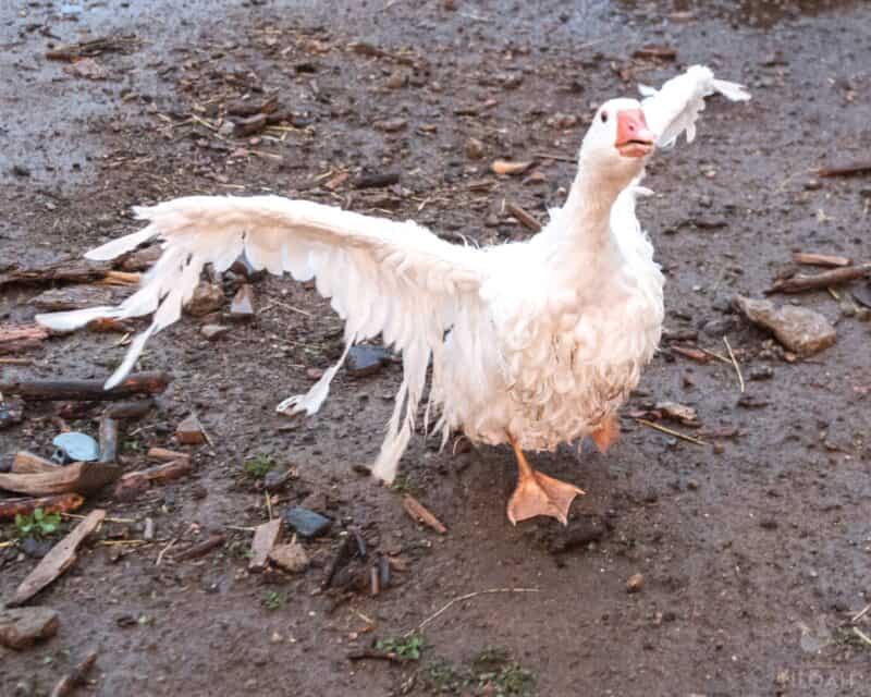 an angry Sebastopol goose