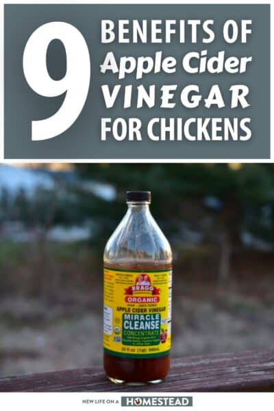apple cider vinegar benefits of chickens pinterest