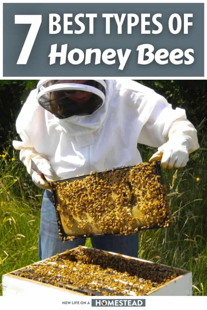 best types of honey bees pinterest