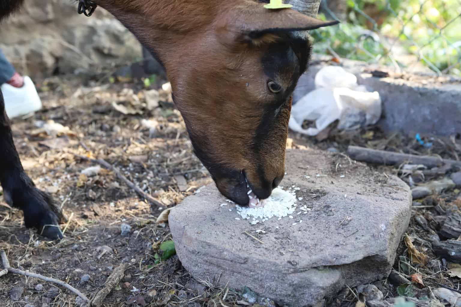 a goat eating rice