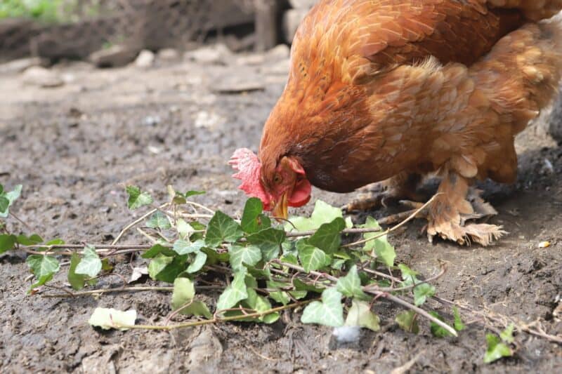 a hen eating poison ivy