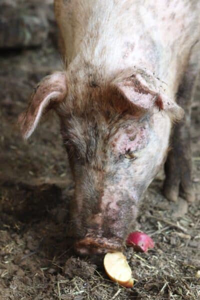 a pig eating an apple