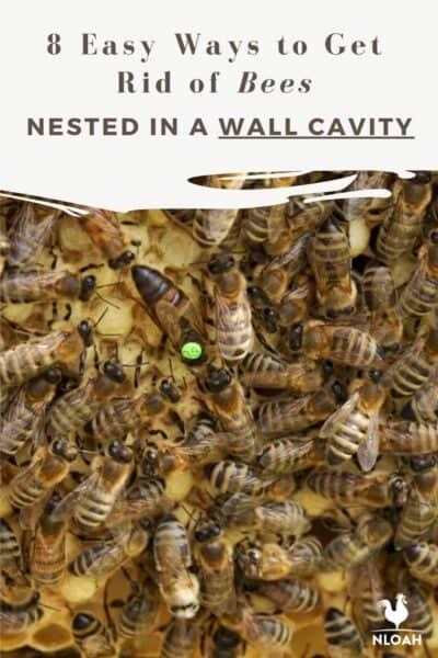 bees inside wall cavity pin