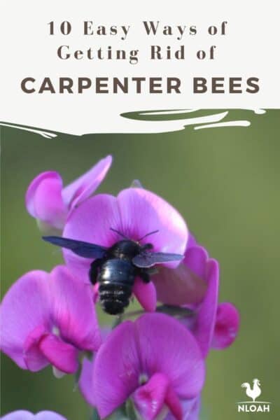 carpenter bees pin image