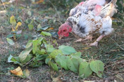 chicken eating lilac leaves