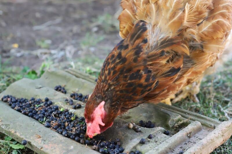 chicken eating some juniper berries
