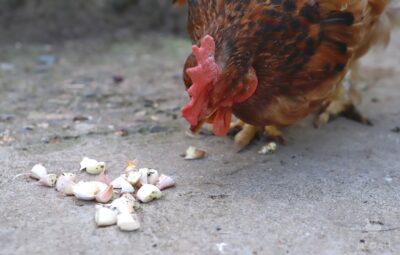 chicken trying some garlic