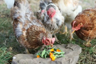 chickens eating some marigolds