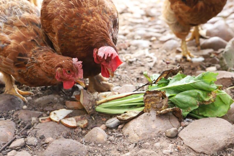 chickens eating some turnips