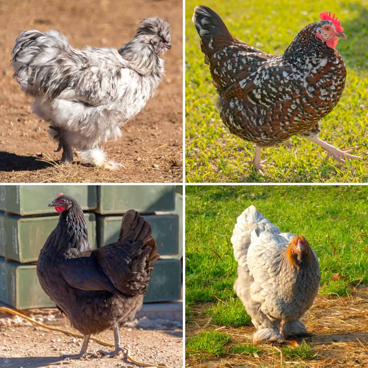 cold hardy chicken breeds collage