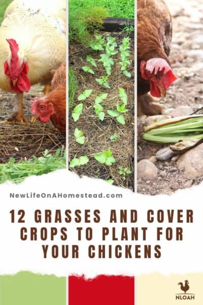 cover crops for chickens pin
