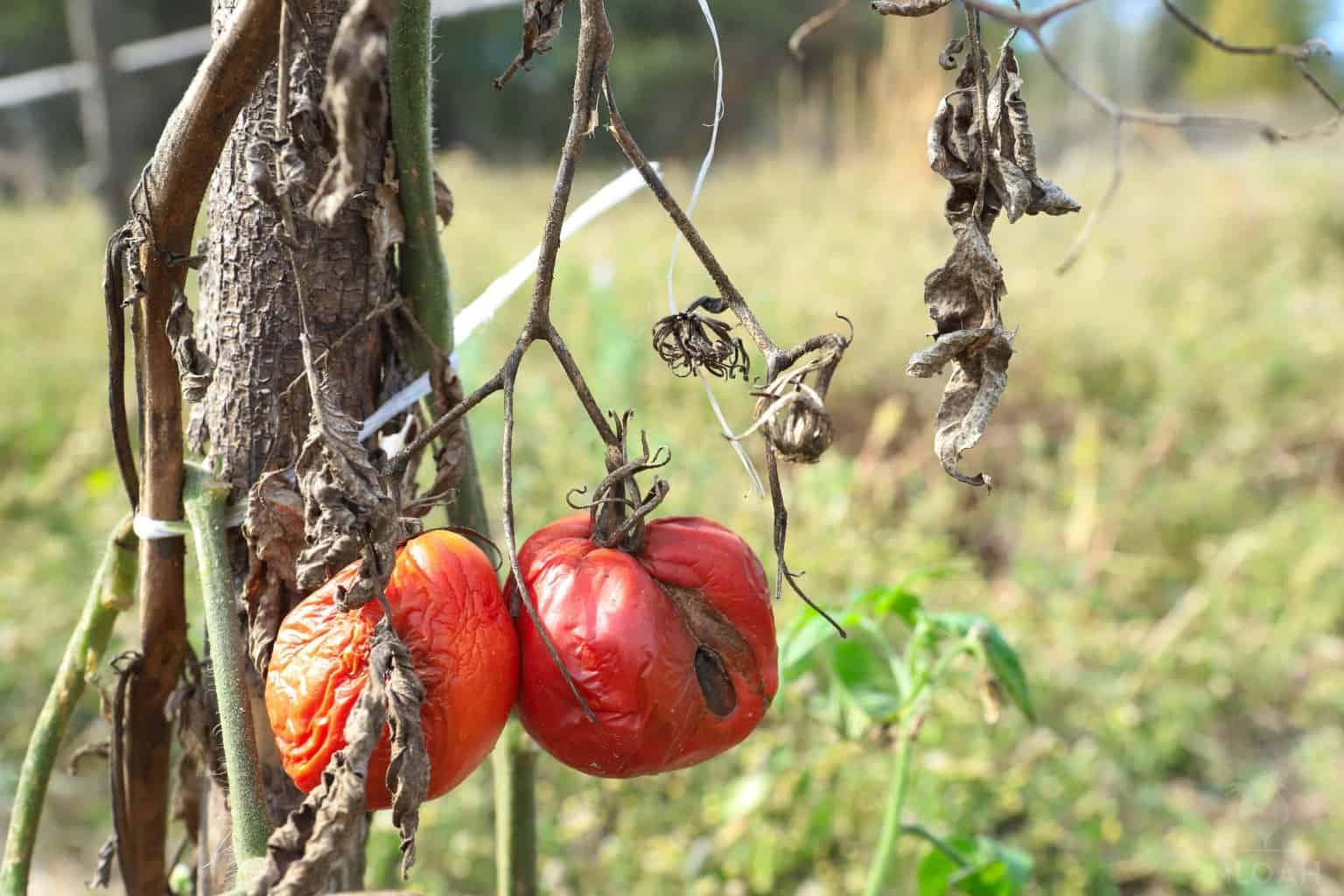dried tomatoes on vine