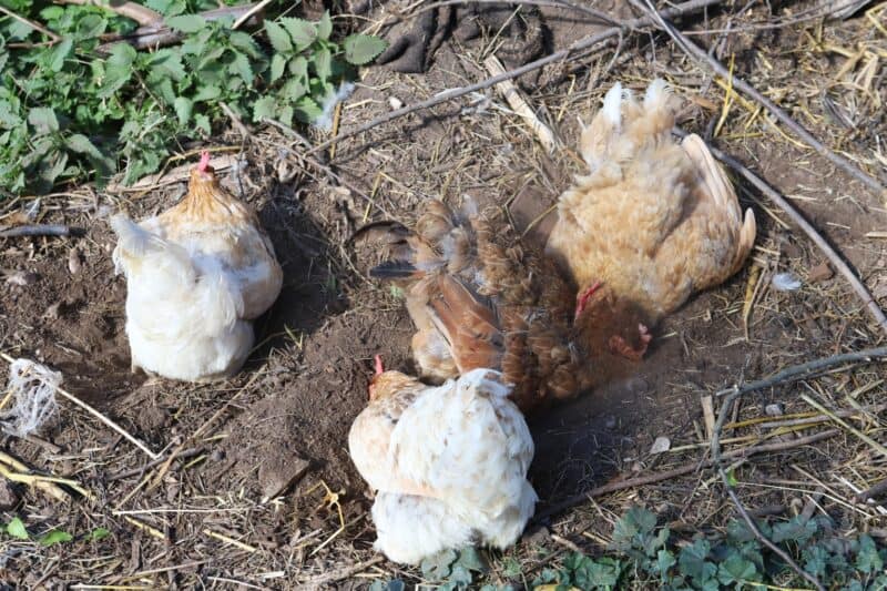 four hens dust-bathing