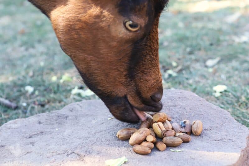 goat eating cooked acorns
