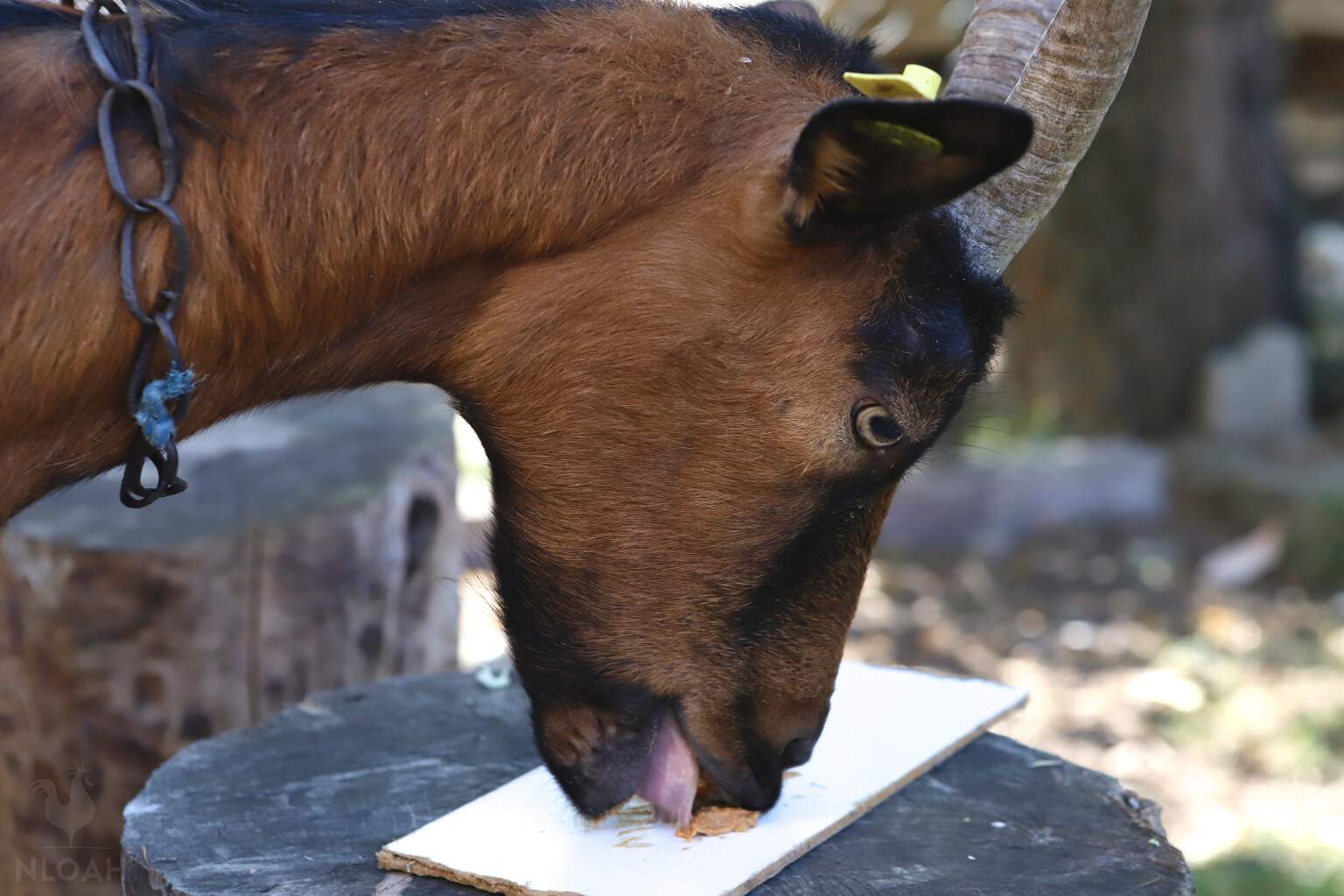 goat eating peanut butter