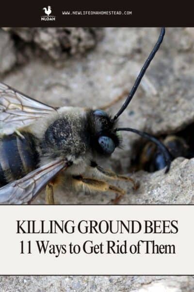 ground bees Pinterest image