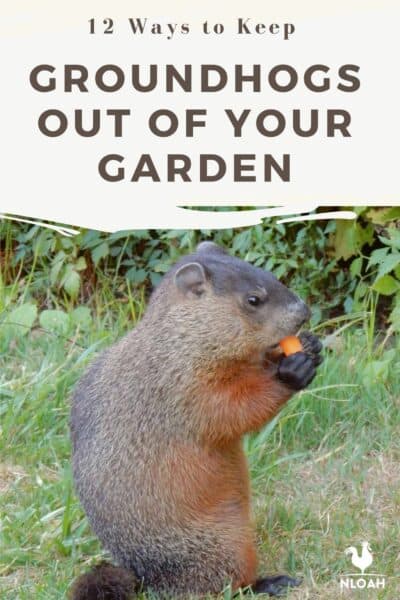 groundhogs out of garden pin image