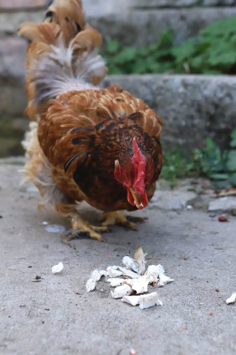hen trying some boiled chicken meat