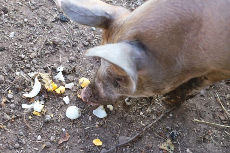 pig eating a hard boiled egg