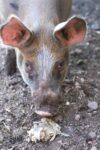 pig eating boiled chicken bones
