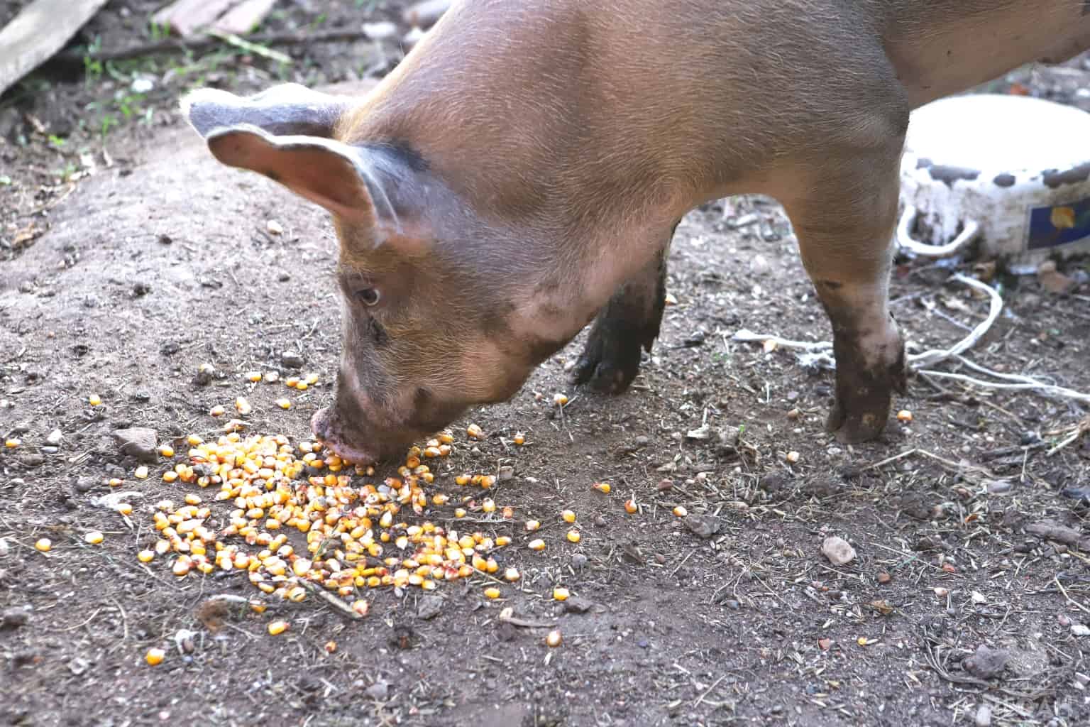 pig eating corn kernels