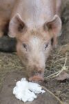 a pig trying some feta cheese