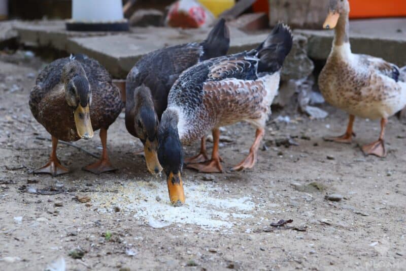 some ducks eating raw rice