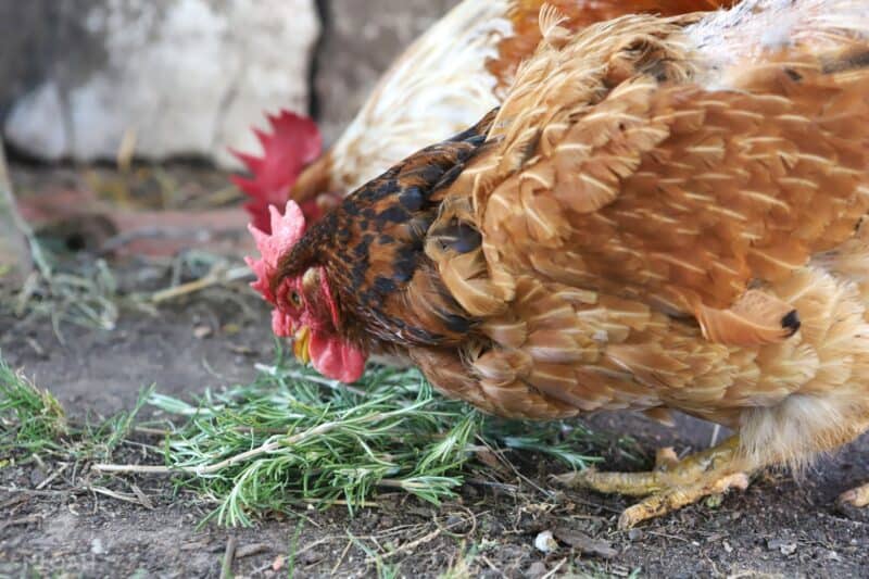 two hens eating rosemary