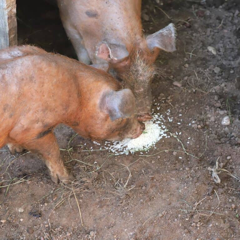 39 Things Pigs Can Eat and 13 They Cannot [PDF Checklists]