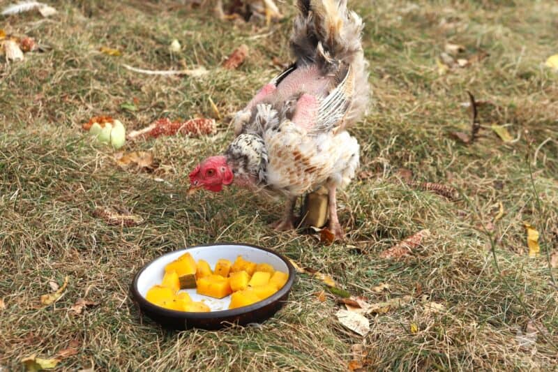 a chicken eating cooked gourds