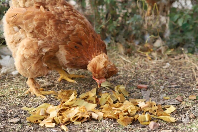 a chicken eating corn husks