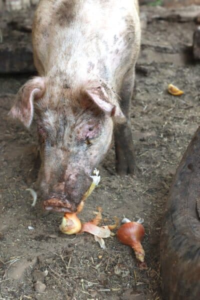a pig eating onion