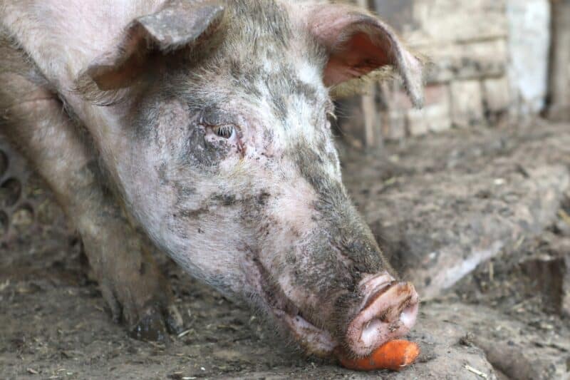 a pig eating a carrot