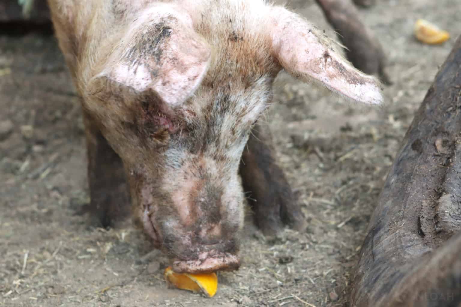 a pig eating an orange slice