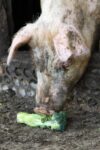 a pig eating broccoli