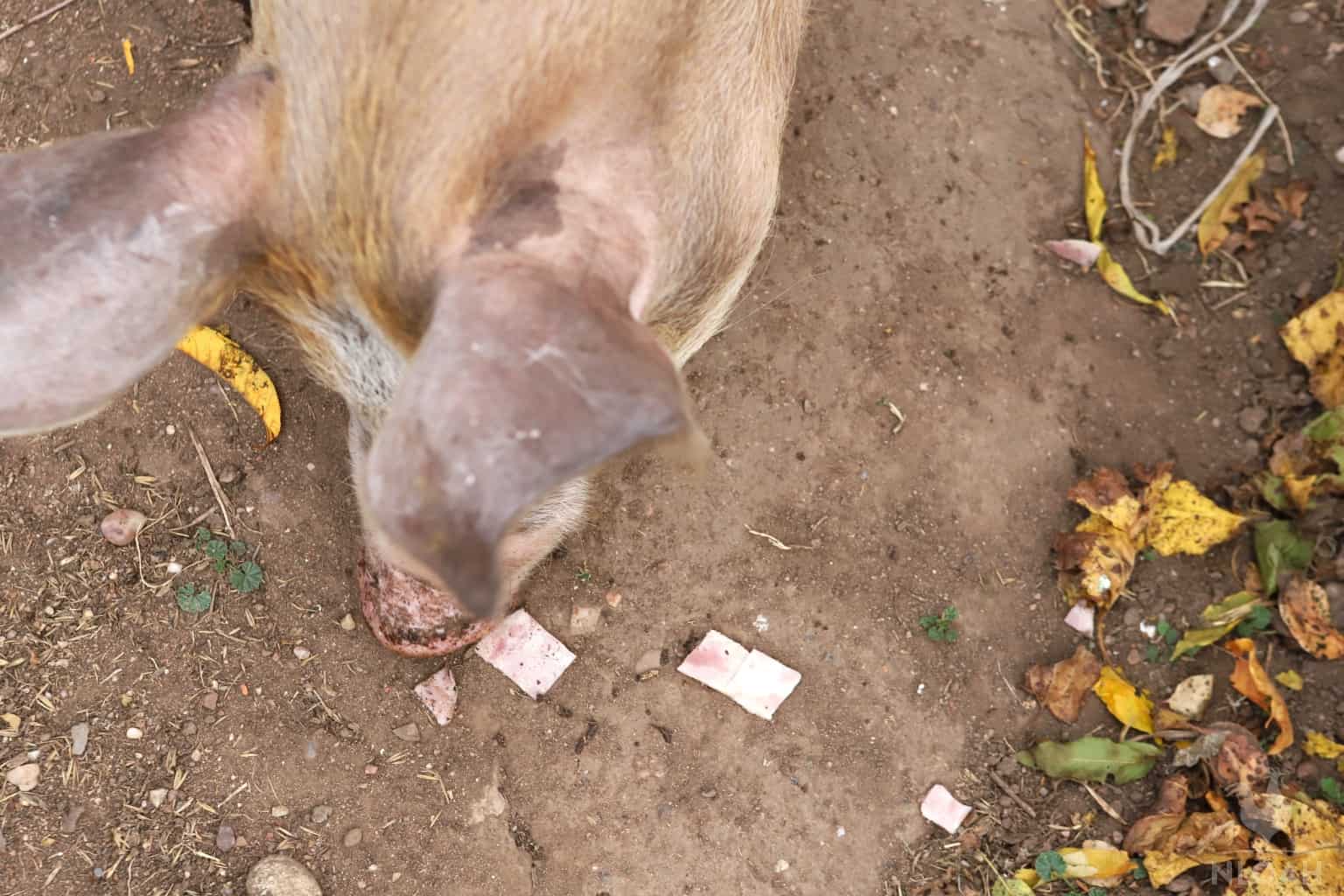 a pig trying bacon