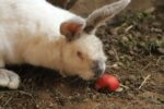 white rabbit eating a peach