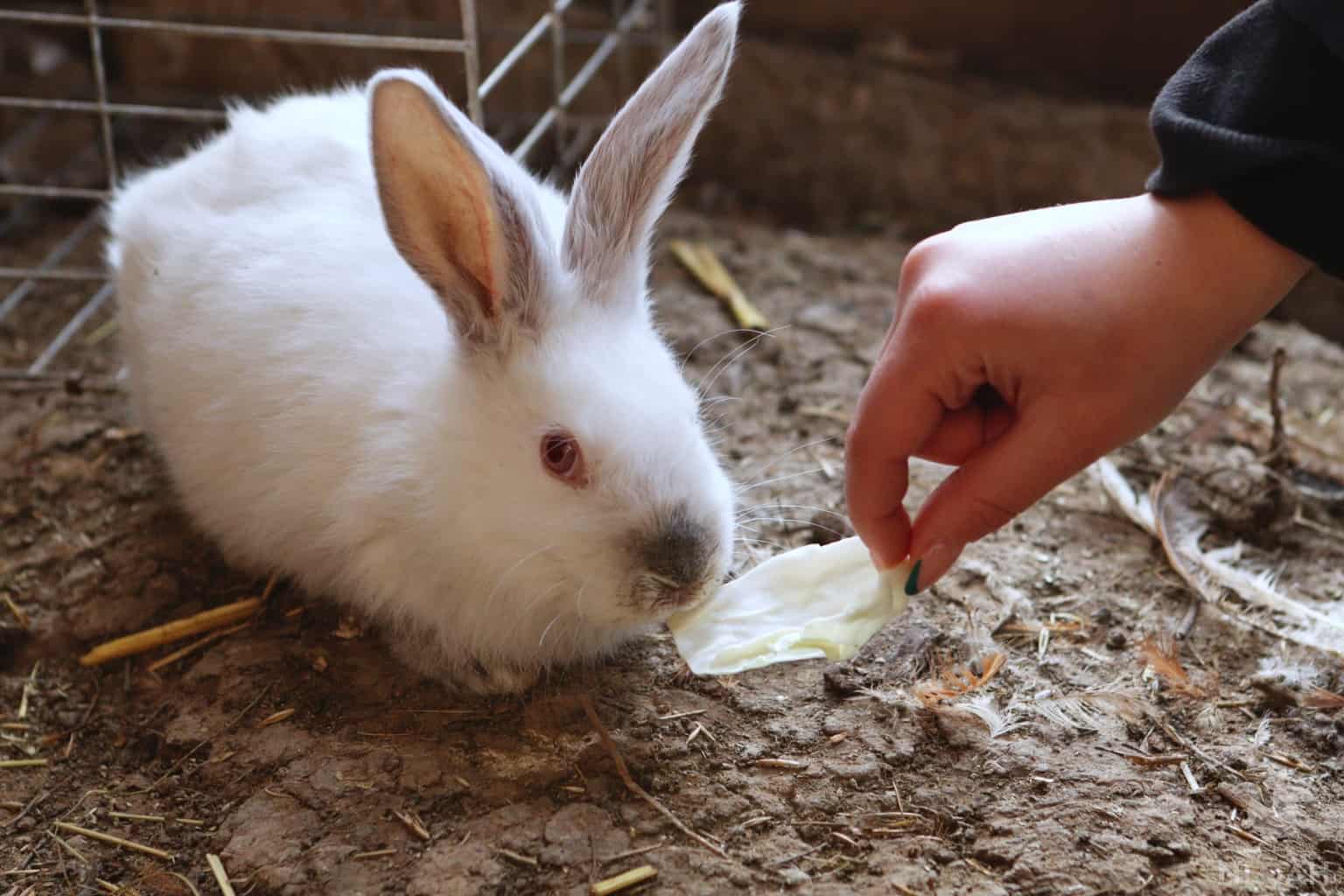a white rabbit eating cabbage leaf