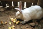 a white rabbit eating diced cantaloupe
