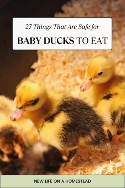 baby ducks diet pin