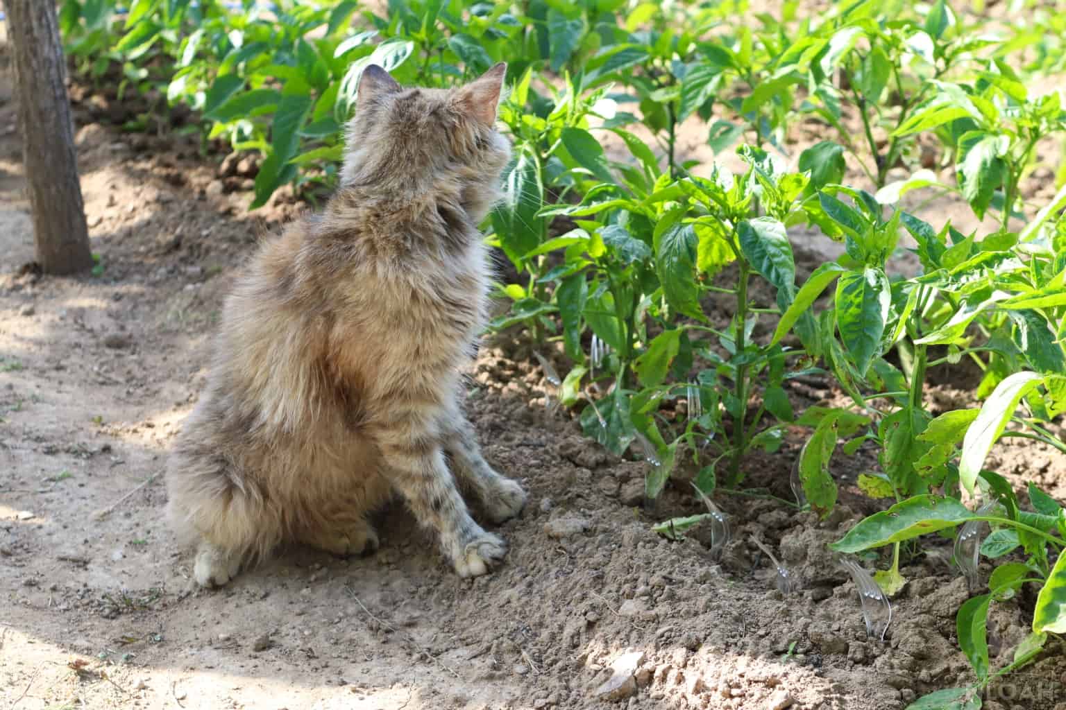 cat in front of garden rows protected by plastic forks